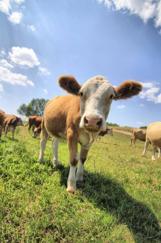 ��������ţ��ʲô��˼ ����˵��ţ����ô����