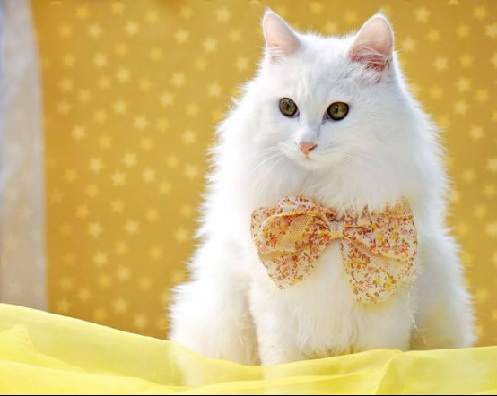 ��ëè����ЩƷ�� ��ëèë�������ô����