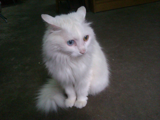 ��ëè����ЩƷ�� ��ëèë�������ô����