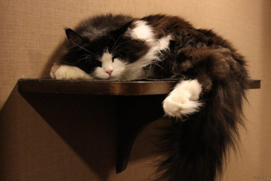 ��ëè����ЩƷ�� ��ëèë�������ô����