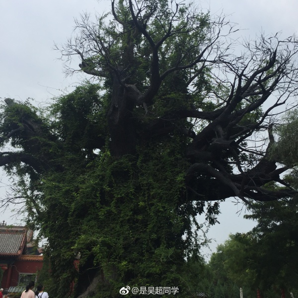 ɽ���鶴�ش����������� ����������ô���Ҽ���