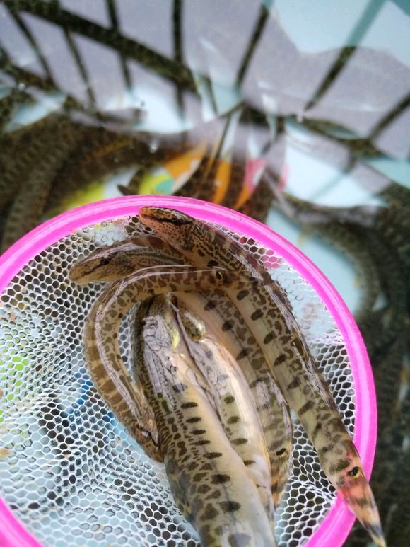 ��ˮ�Ͻ��������ĺô� ����������������