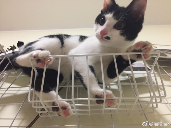 è�ı�����ʲô è�������вƻ�������