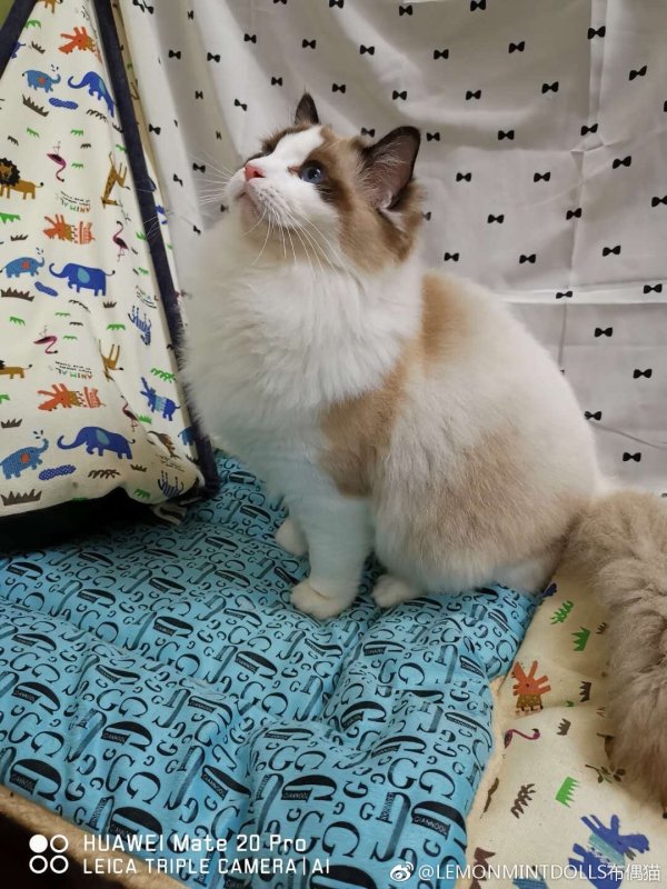 è�ı�����ʲô è�������вƻ�������