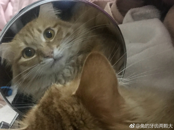 è�ı�����ʲô è�������вƻ�������