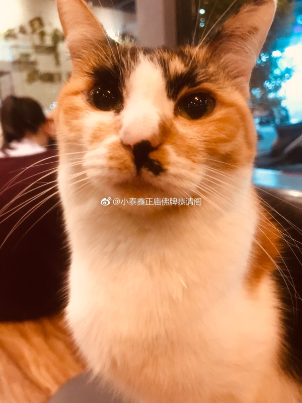 è�ı�����ʲô è�������вƻ�������