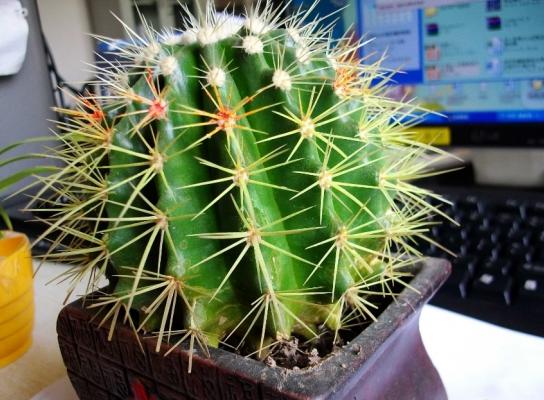 �칫������ǽ�Ϲ�ʲô�ֻ��ȽϺ� ����һЩ�Ƚϳ�����