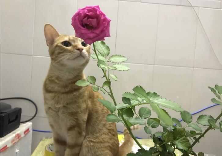 VȦ��ľ��ʲô��˼ ʥ������ľ�ʹ���ʲô��˼