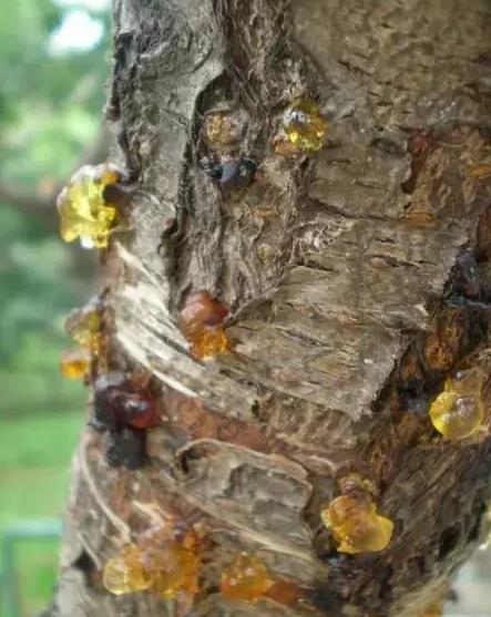 ��������t�� ����Ӣ����AmberԢ��ò���