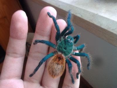 ���Ͽ�����֩����ζ��ʲô Ȼ��Ū�������Ǽ�����