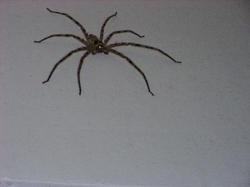 ���Ͽ�����֩����ζ��ʲô Ȼ��Ū�������Ǽ�����