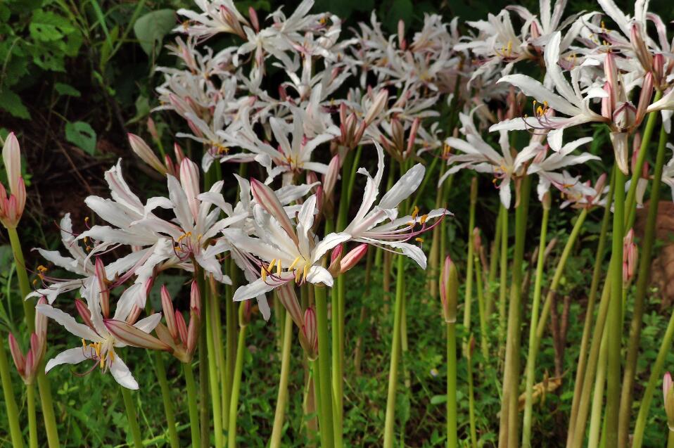 ʯ�⻨�ͱ˰�������������Щ ʯ�⻨ΪʲôҲ�����˻�����뻨