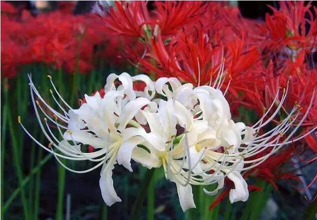 ʯ�⻨�ͱ˰�������������Щ ʯ�⻨ΪʲôҲ�����˻�����뻨