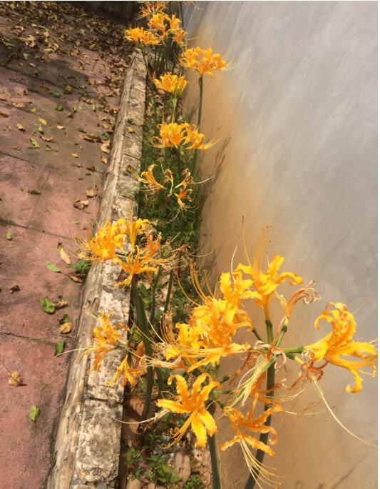 ʯ�⻨�ͱ˰�������������Щ ʯ�⻨ΪʲôҲ�����˻�����뻨