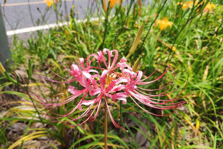 ʯ�⻨�ͱ˰�������������Щ ʯ�⻨ΪʲôҲ�����˻�����뻨