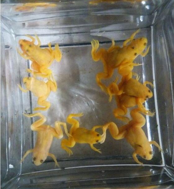 �����ʲô������ʵ������ ��Ľ���ܶ���Ǯһֻ