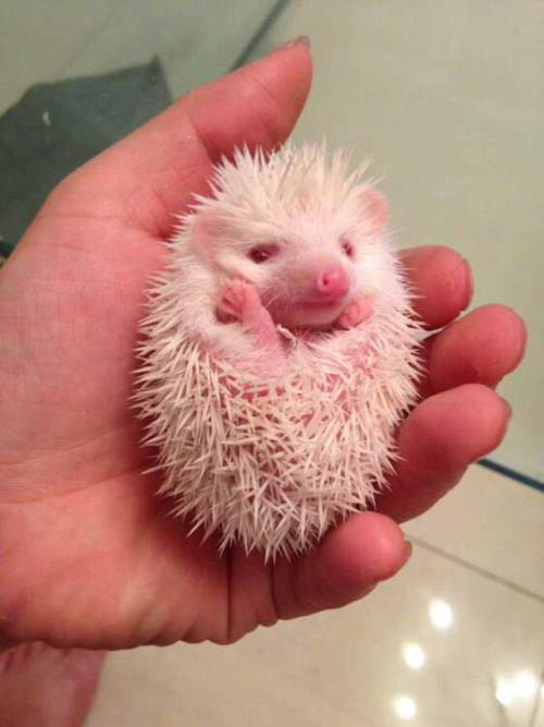 只有很少的非洲迷你刺猬可以活到十年左右,十年估计非迷中的长寿者了