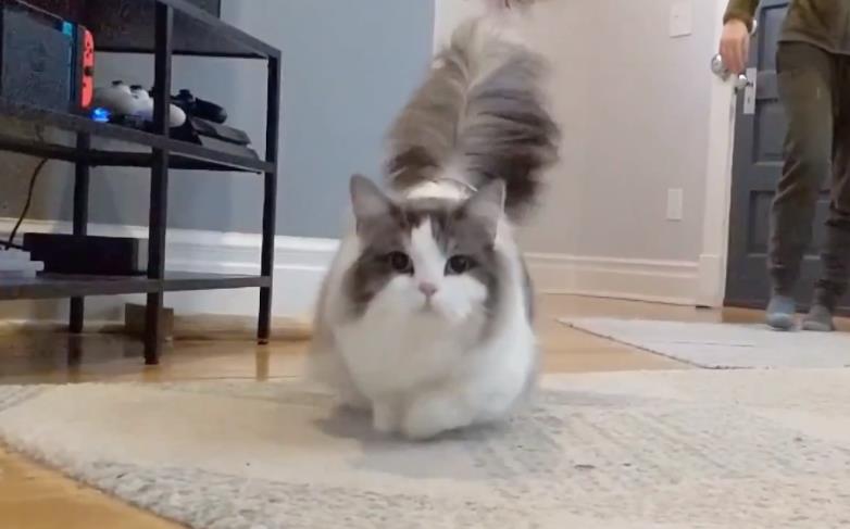 矮脚猫为什么不能养 它最显而易见的基因缺陷