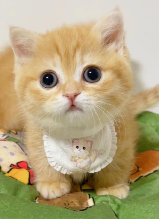 矮脚猫为什么不能养 它最显而易见的基因缺陷