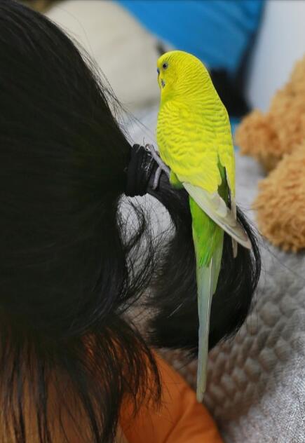 ��Ƥ����ʲô��ɫ��� ��Ƥ����Ϊʲôҧ�ˡ�ҧ����