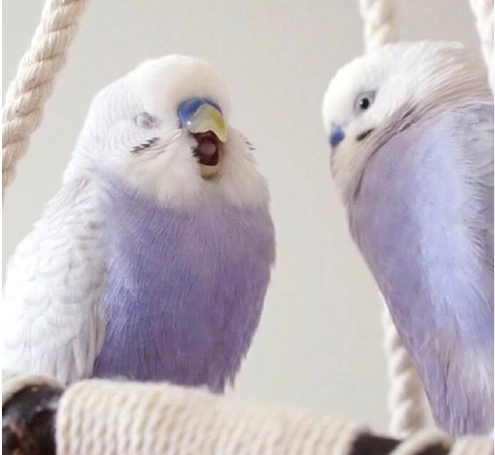 ��Ƥ����ʲô��ɫ��� ��Ƥ����Ϊʲôҧ�ˡ�ҧ����