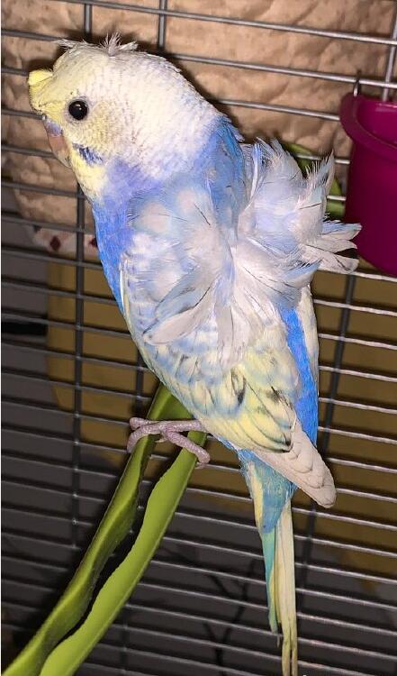 ��Ƥ����ʲô��ɫ��� ��Ƥ����Ϊʲôҧ�ˡ�ҧ����