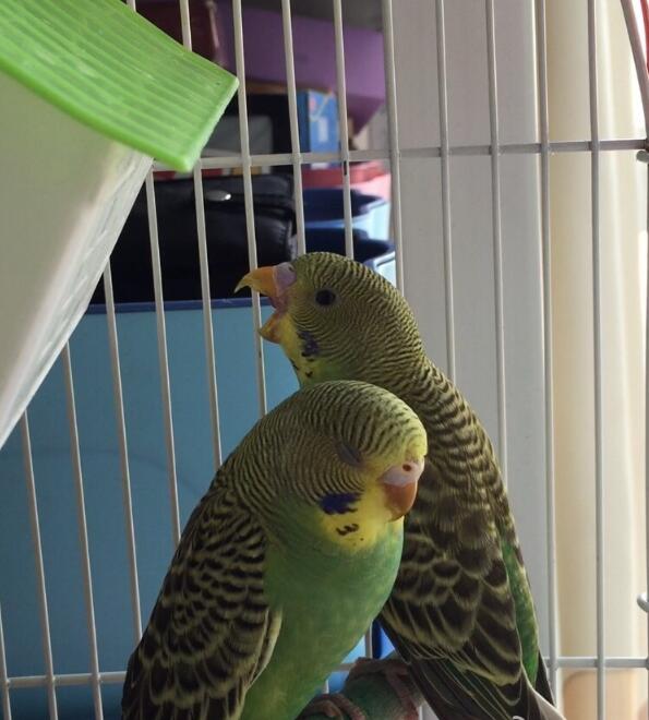 ��Ƥ����ʲô��ɫ��� ��Ƥ����Ϊʲôҧ�ˡ�ҧ����