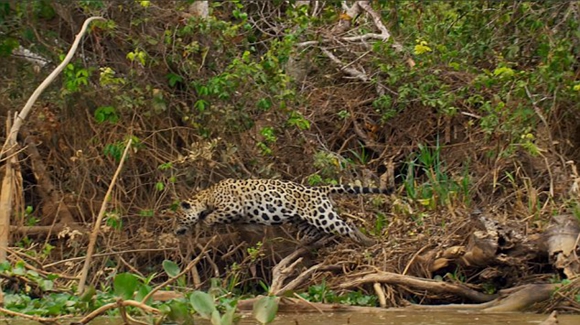 �����������ޱ����Կ����� �������ѣ�ͼ��