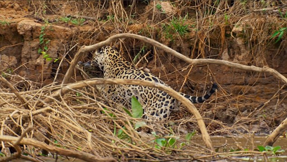 �����������ޱ����Կ����� �������ѣ�ͼ��