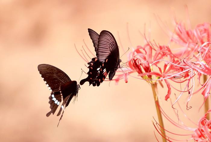 ��������ɶ�������������� �̵�����ǰ��15��������ʲô