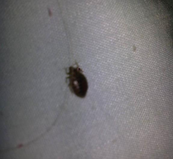 ϲ֩�뱨ϲһ����ʲôϲ ϲ֩�����ʵ����ͼƬ