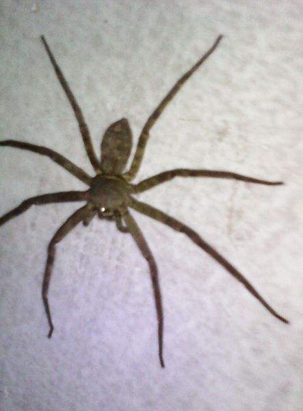 喜蜘蛛的真实样子图片喜蜘蛛的学名是喜蛛,这样的蜘蛛个体都不是很大