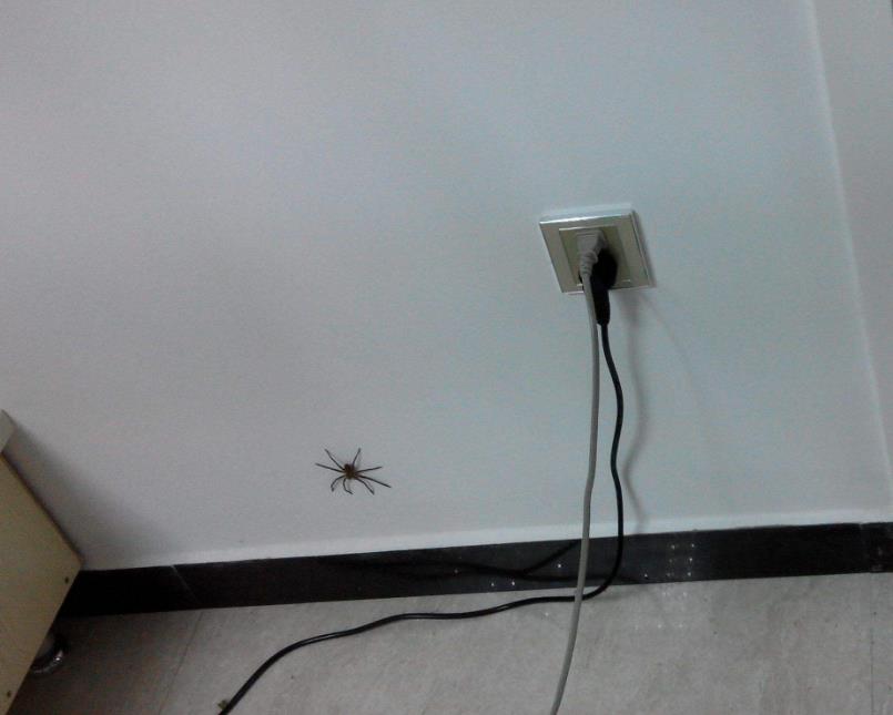 ϲ֩�뱨ϲһ����ʲôϲ ϲ֩�����ʵ����ͼƬ