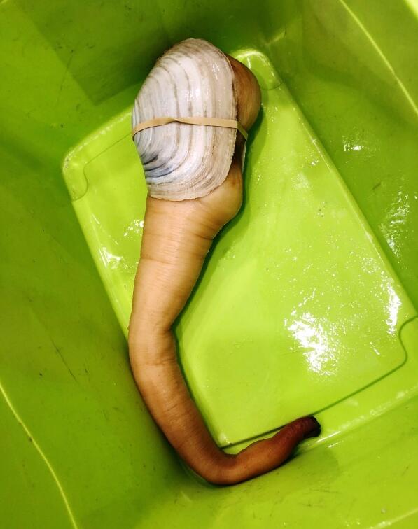 ��ΰ�ɱ�˾ͱ�С �����ڵ�ˮ�ֻᱻѸ���ų�