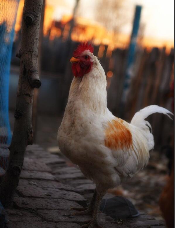 ʲô��ɫ�Ĺ�����а ����Ѫ��ô��լ