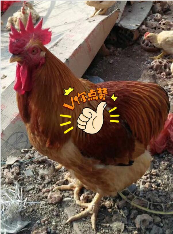 ʲô��ɫ�Ĺ�����а ����Ѫ��ô��լ