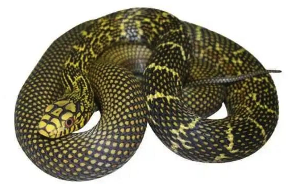 菜花蛇为什么是蛇中之王 菜花蛇有毒吗为什么不怕眼镜王蛇