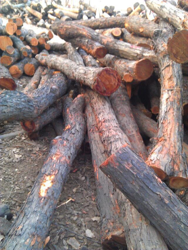 香椿木为什么是灵木 香椿木不能做棺材是怎么回事