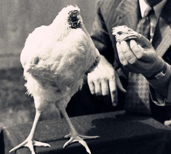 ��ͷ��Ϊ���ܻ�18������ô��ʳ�� ��ͷ����̬ͼƬ����