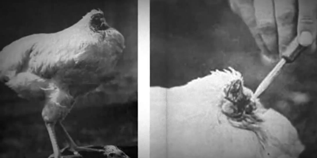 ��ͷ��Ϊ���ܻ�18������ô��ʳ�� ��ͷ����̬ͼƬ����