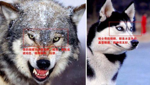 ��ʿ�����ǵı�Ц���� �����ĸ�ֱ����ر�����ϲ��