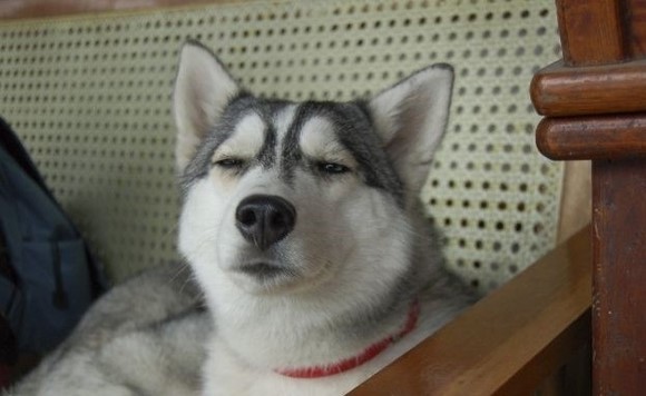 ��ʿ�����ǵı�Ц���� �����ĸ�ֱ����ر�����ϲ��