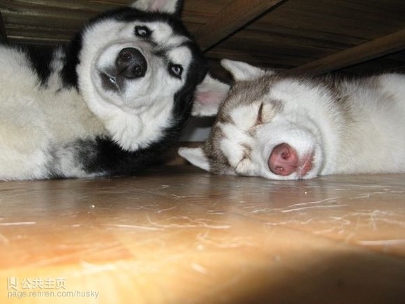 ��ʿ�����ǵı�Ц���� �����ĸ�ֱ����ر�����ϲ��