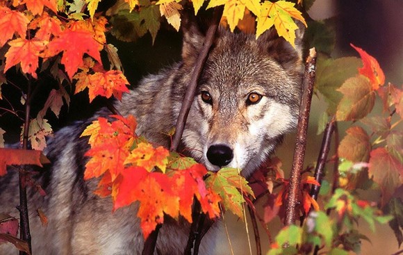 ��ʿ�����ǵı�Ц���� �����ĸ�ֱ����ر�����ϲ��