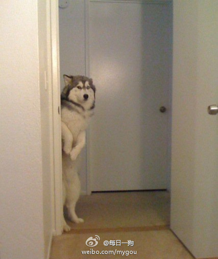 ��ʿ�����ǵı�Ц���� �����ĸ�ֱ����ر�����ϲ��