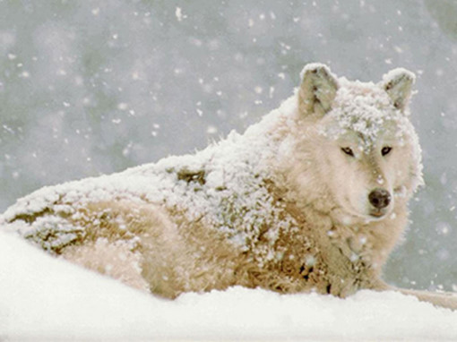 ��ʿ�����ǵı�Ц���� �����ĸ�ֱ����ر�����ϲ��