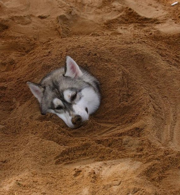 ��ʿ�����ǵı�Ц���� �����ĸ�ֱ����ر�����ϲ��