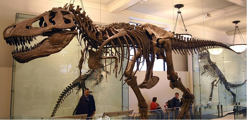 ��������ʵ��ԭͼ һֻ�����ܻ������