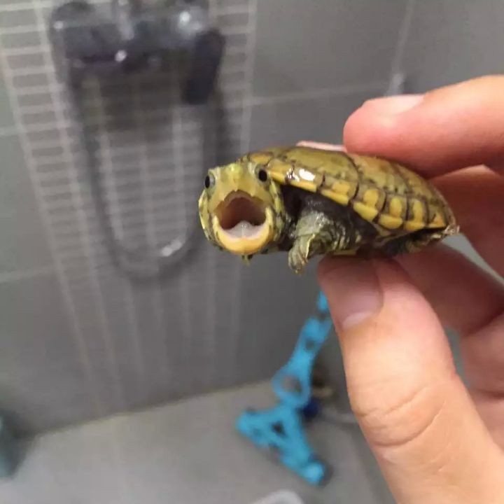 �������ˮ��ʲô��ϵ ˵˵����ˮ����������ʲô����