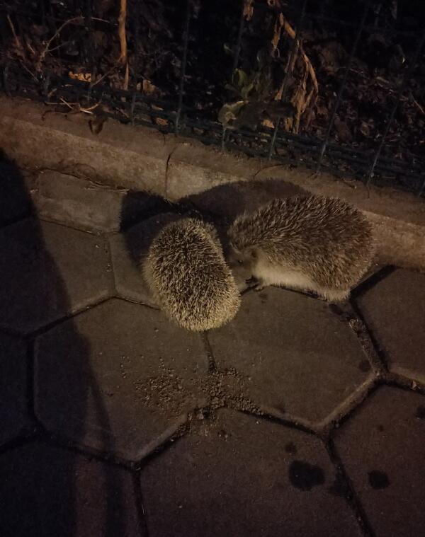 ���Ͽ�����������Ǽ� Ϊʲô˵����ǲ���